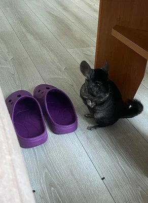 Máša a Míša