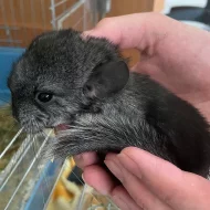 Máša a Míša