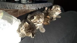 Darují koťata