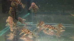 Hipancistrus L 333 Akce 10+1