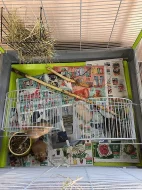 Osmáci degu s klecí, krmivem nebo pouze klec s krmivem