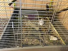 Osmáci degu s klecí, krmivem nebo pouze klec s krmivem
