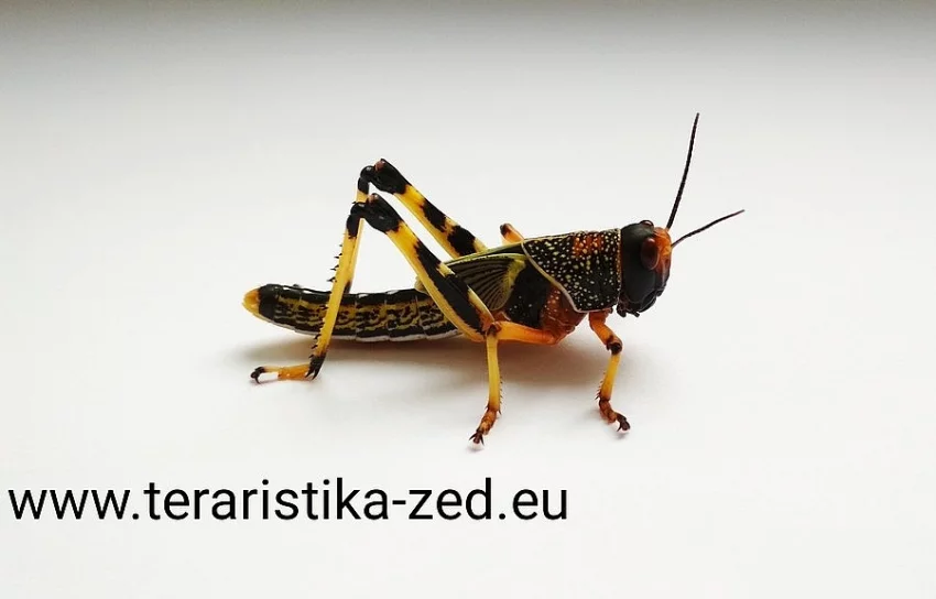 Krmný hmyz z Českých Budějovic