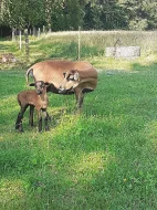 Prodám kamerunské ovečky a beránky