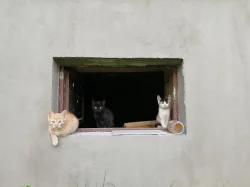 Daruji kotě (pohlaví: kočička)