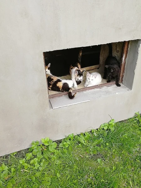 Daruji kotě (pohlaví: kočička)