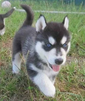 Sibiřský husky S modrýma očima