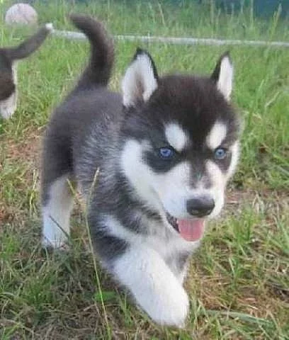 Sibiřský husky S modrýma očima