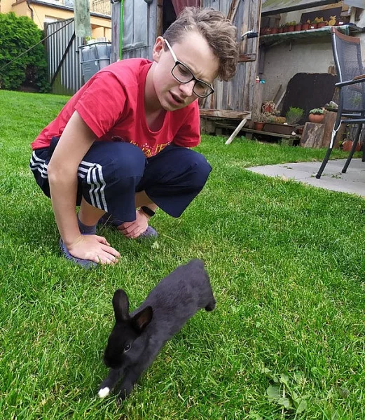 Mladí zakrslí králíčci