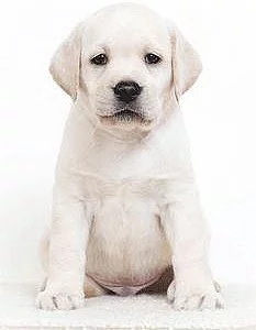 Labradorský retriever s PP