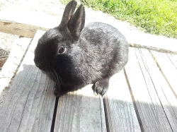 Zakrslí králíci od registrovaného chovatele
