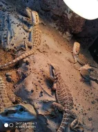 Agama vousatá (Pogona vitticeps)