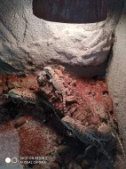 Agama vousatá (Pogona vitticeps)