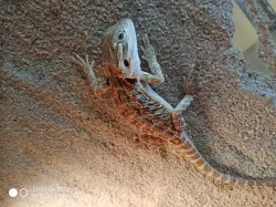 Agama vousatá (Pogona vitticeps)