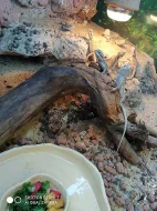 Agama vousatá (Pogona vitticeps)