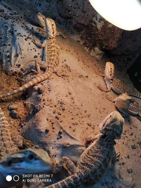 Agama vousatá (Pogona vitticeps)