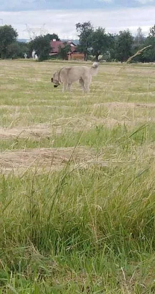 Daruji kavkaskeho psa