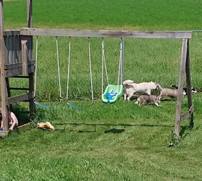 Štěně sibiřského huskyho.