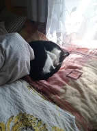 Věnuji dva pohodové kocoury, Sherlocka a Colomba
