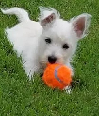 roztomilá štěňátka z Westie