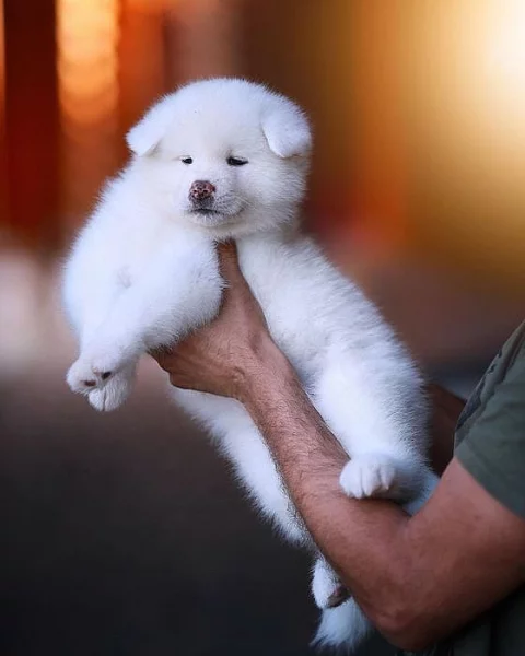 štěňata akita inu