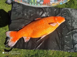 Prodám Koi kapra