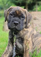 Bullmastiff