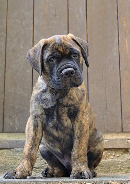 Bullmastiff