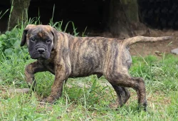 Bullmastiff