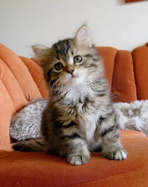 Sibiřská kočka - krásná koťátka