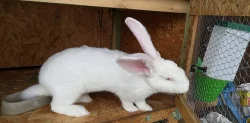 Králíci