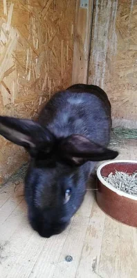 Králíci