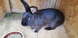 Králíci