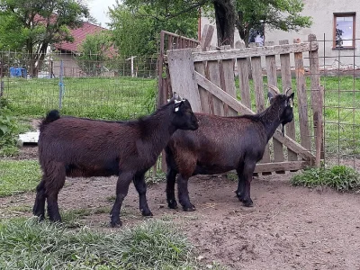 minikozy prodej
