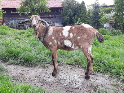 kozlíci vykastrovaní