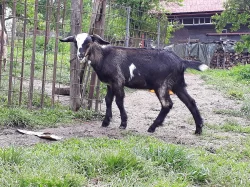 kozlíci vykastrovaní