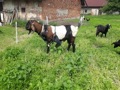 kozel na chov
