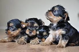 Sweet Yorkie štěňata Na prodej
