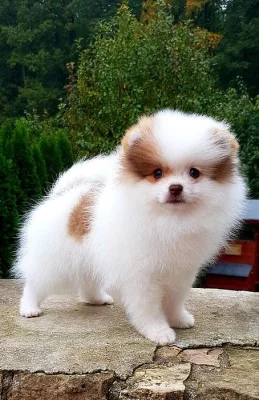 Roztomilá štěňátka Pomeranian Teacup na prodej.