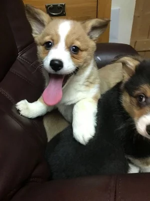 K dispozici Pembroke Welsh Corgi Pups k adopci.