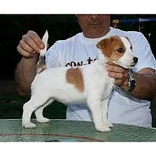 Na prodej velmi hravá štěňata Jack Russell Terrier
