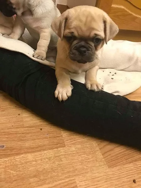 Kvalitní štěňata Pug na prodej