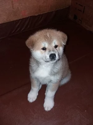 Akita Inu s PP