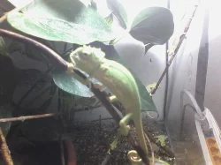 Chameleon jemenský