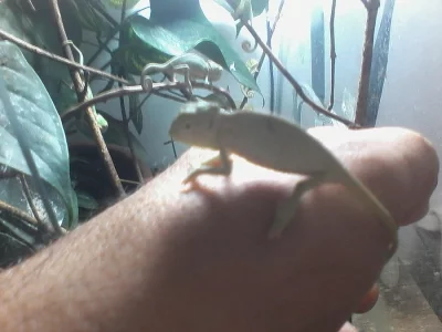 Chameleon jemenský