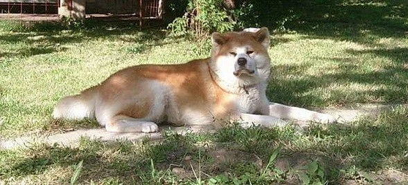 Akita inu