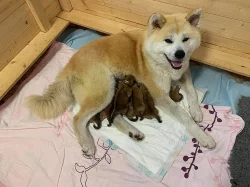 Akita inu