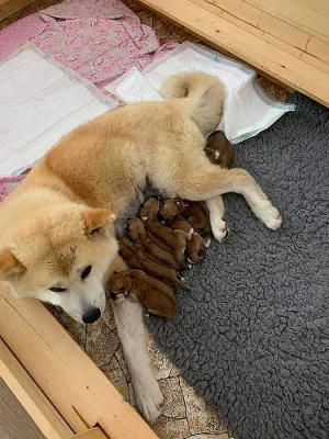 Akita inu