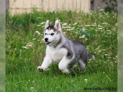 Cistokrevná štenata Sibirsky husky s výborným rodokmenem.