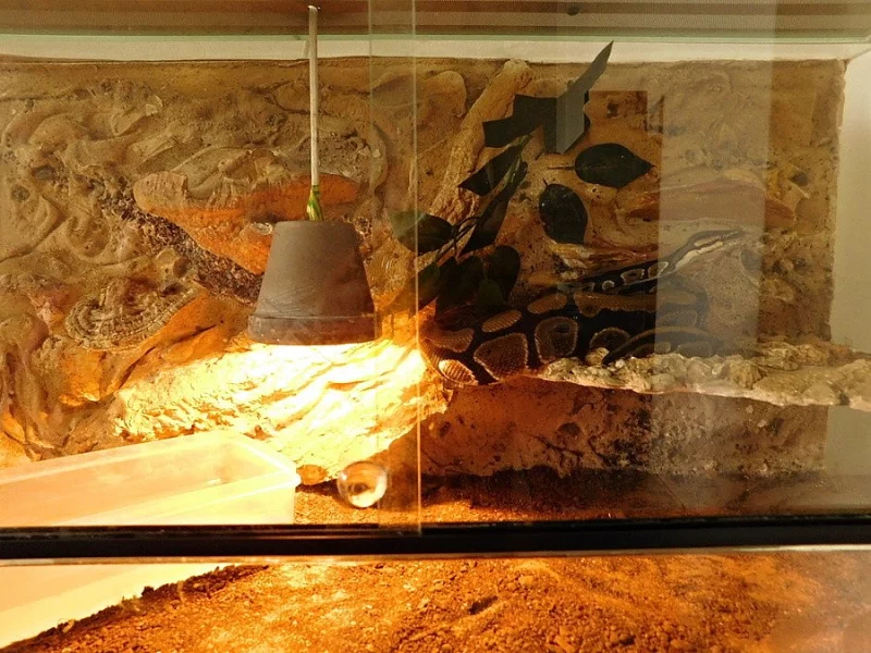 Krajta Královská